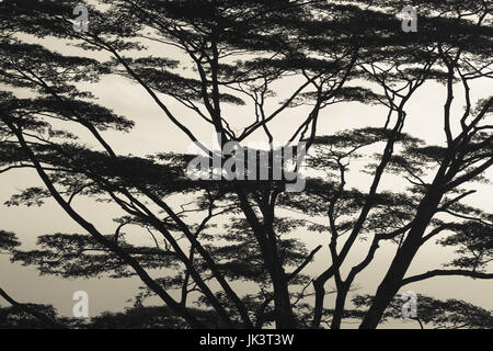 Seychellen, Mahe Island, Morne Seychellois Nationalpark Stockfoto