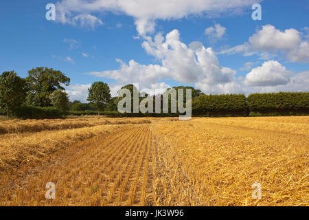 eine goldene Stoppelfeld bei der Ernte und Trocknung Stroh in Linien in der Nähe von einem kleinen Wald in Yorkshire unter einem blauen Sommerhimmel Stockfoto