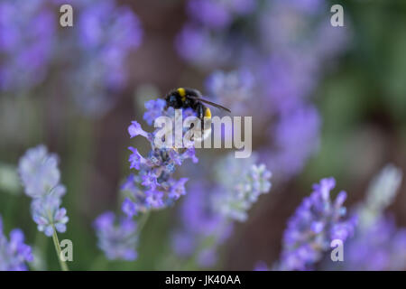 Humble-Bee Hummel in einem Feld von Lavendel Blumen unscharf Hintergrund schließen sich Makro. Stockfoto