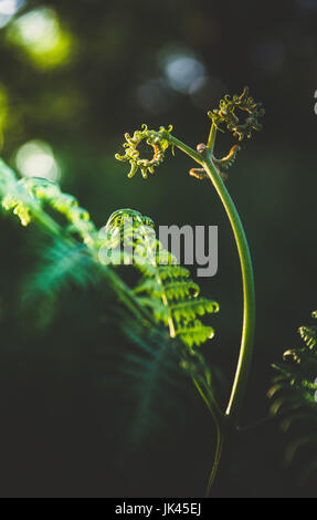 Pteridium Aquilinum (Bracken, Bremse oder gemeinsame Bracken) Stockfoto