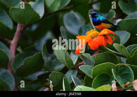 Bauche Sunbird Cinnyris Venustus, Leoparden Hill, Lusaka Sambia Stockfoto