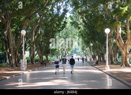 SYDNEY, New South Wales, Australien-NOVEMBER 18,2016: Gruppe von Menschen zu Fuß Feigenbaum gesäumten Fußgängerzone Fußweg am Hyde Park in Sydney, Australien Stockfoto