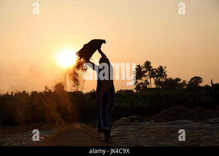 Bauern ernten Reis im Reisfeld in Indien. Stockfoto