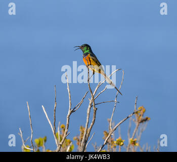 Eine männliche Orange-breasted Sunbird im südlichen Afrika Stockfoto