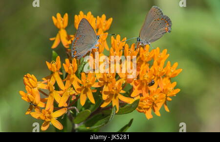 attraktive orangefarbene Blume (Butterfly Weed) mit 2 kleinen Schmetterlingen (Coral Zipfelfalter). Stockfoto