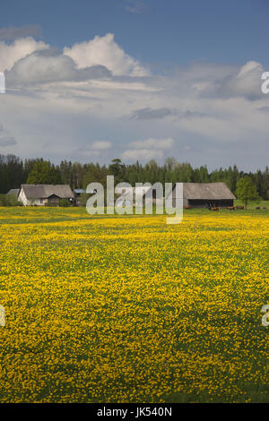 Lettland, Nordosten Lettlands, Vidzeme Region, Smiltene, gelbe Senf Blumenfeld Stockfoto