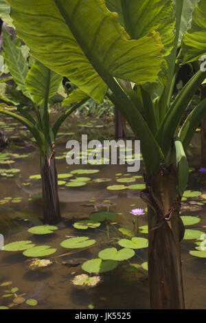 Seychellen, Insel Mahe, Victoria, Botanischer Garten, Pigyam, Alocasia macrorrhiza Stockfoto