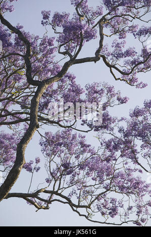 Australien, Queensland, Brisbane, blühende Jacaranda-Bäume in New Farm Park, Frühling, Stockfoto