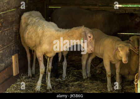 Lämmer und Schafe in einem hölzernen Stall. Stockfoto