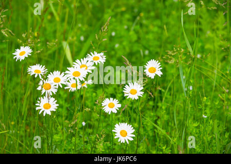 Gänseblümchen Wildblumen in Green Grass hautnah Stockfoto