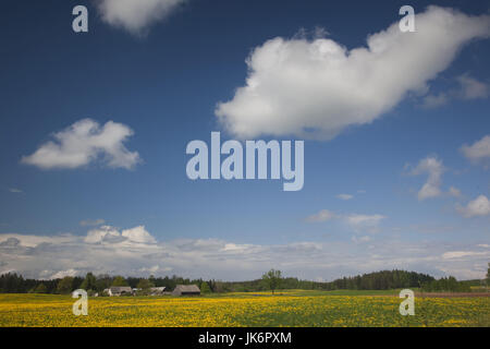 Lettland, Nordosten Lettlands, Vidzeme Region, Smiltene, gelbe Senf Blumenfeld Stockfoto