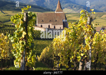 Frankreich, Haut-Rhin, Elsass, Alasatian Weinstraße, Hunawihr, Stadtkirche und Weinbergen, Herbst Stockfoto