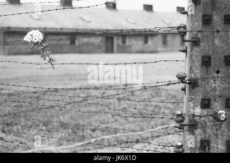 Polen, Kleinpolen, Auschwitz, Birkenau, Konzentrationslager, Museum, Zaun, Stacheldraht, Blumen, s/w-Europa, Rzeczpospolita Polska, Województwo Malopolskie, Oswiecim, nichts Weltkrieg, Kriegsgeschichte, Vernichtungslager, SS-Vernichtungslager, Kriegsgefangenenlager, Massenvernichtung, Antisemitismus, Gedenkstätte, Erinnerung, UNESCO-Weltkulturerbe, Stacheldrahtzaun, Gedenkblumen, Trauer, Mitgefühl, Hintergrund, Baracke, Fachzeitung, Unschärfe Stockfoto