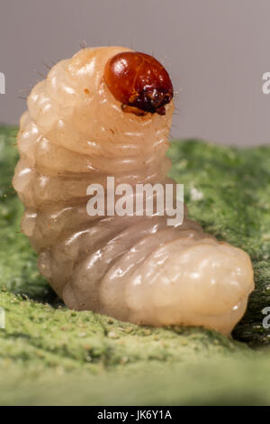 Makroaufnahme einer stehenden Mutter Rüsselkäfer Larve Stockfoto