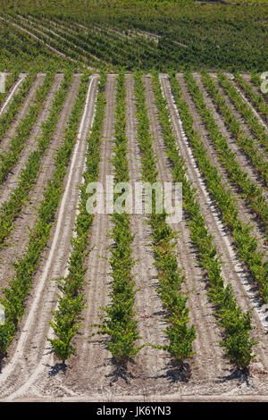 Spanien, Land Baskenland, La Rioja Gebiet, der Provinz Alava, Elciego, Weinberge Stockfoto