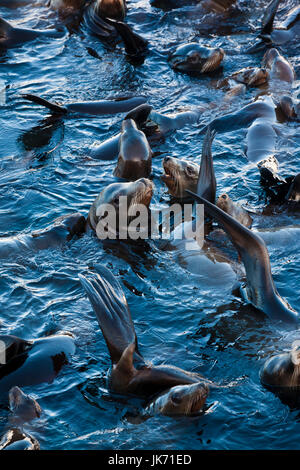 USA, Kalifornien, Central Coast, Monterey, Fishermans Wharf, nördlichen See-Elefanten, Mirounga angustirostris Stockfoto