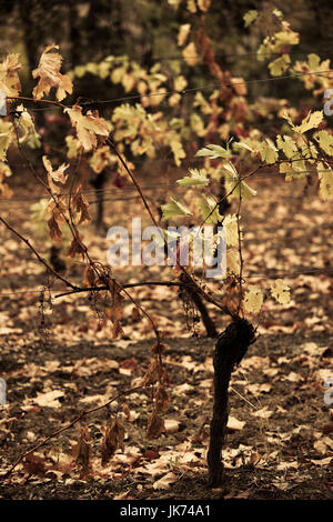 Frankreich, Region Midi-Pyrénées, Tarn Abteilung, Gaillac, Weinberg im Herbst Stockfoto