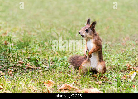 junge östlichen Fuchs, Eichhörnchen flaumige Schwanz sitzen in Grasgrün Stockfoto