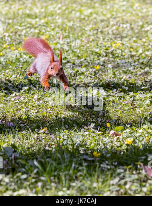 sehr schnell junge Eichhörnchen im grünen Rasen im Park laufen Stockfoto