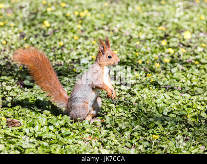 junge östlichen Fuchs, Eichhörnchen sitzt auf dem grünen Rasen mit gelben Blüten Stockfoto