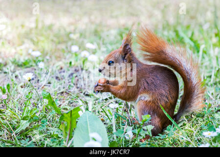 lustiges Eichhörnchen sitzt im grünen Rasen und Mutter halten. Detailansicht. Stockfoto