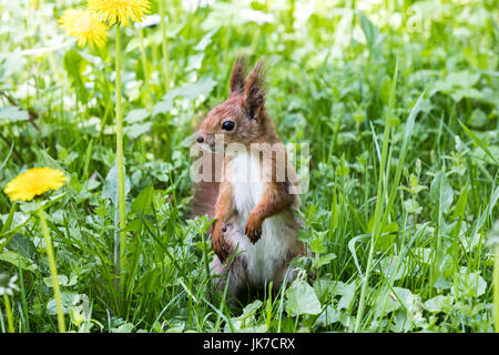 Eichhörnchen in Grasgrün mit wachsender Löwenzahn stehen. Closeup Eichhörnchen auf Rasen. Stockfoto