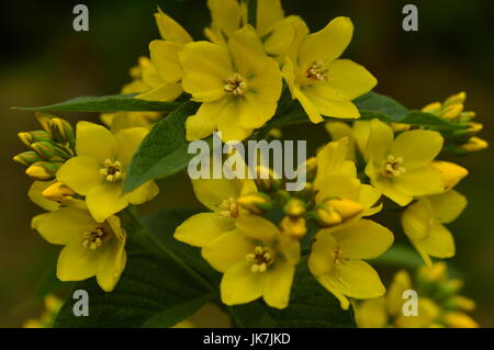 Blutweiderich Wildblumen Blütenstand gelb blühenden Sommerblumen Stockfoto