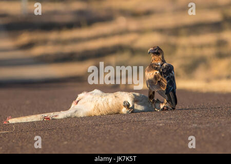 Wedge-tailed Eagle, Aquila Audax und Roadkill Stockfoto