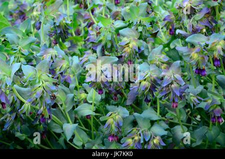 Cerinthe major Pururascens honeywort Blumen Stockfoto