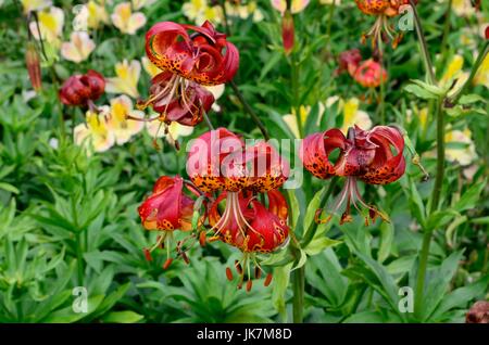 Lilium Pardalinum Giganteum Riesen Leopard Lily Blumen Stockfoto