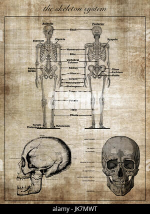 Das menschliche Skelett-System, Teil des Körpers Stockfoto