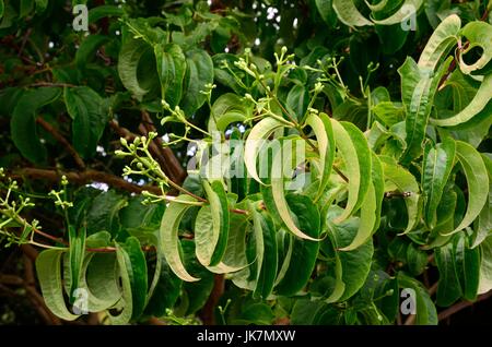 Gekräuselte Blätter und Blütenknospen Heptacodium Miconioides Strauch oder sieben Söhne Anlage Stockfoto