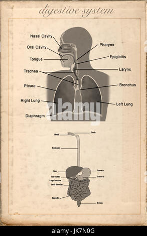 Alte Blech-Jahrgang des Verdauungssystems Stockfoto