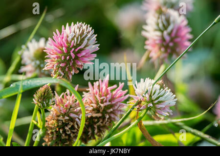 Blühenden Klee oder Trifolium und grasgrün Stockfoto