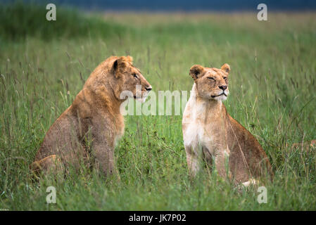 Stolz der Löwen ruht auf den endlosen Ebenen der Serengeti Nationalpark, Tansania, Afrika Stockfoto