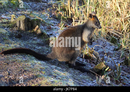 Der Swamp Wallaby (Wallabia bicolor) Stockfoto