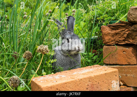 Ein grauer Hase sitzt in einem Kräuter-Bett Stockfoto
