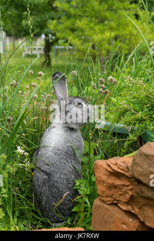 Ein grauer Hase sitzt in einem Kräuter-Bett Stockfoto