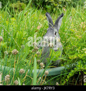 Ein grauer Hase sitzt in einem Kräuter-Bett Stockfoto
