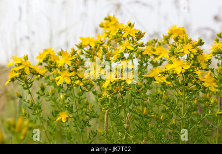 Blühende Johanniskraut auf der Wiese Stockfoto