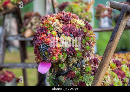 Sunray Pflanzen Ausstellung sempervivums Hund Skulptur an der RHS Tatton Flower Show. Sempervivum ist eine Gattung von über 40 Arten von Blütenpflanzen in der Crassulaceae Familie, gemeinhin als houseleeks, die sorgfältig ausgearbeitet worden sind, um die Form zu bilden und Skulptur in der Form eines keuchend Hund bekannt. Stockfoto