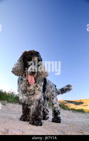 Hund auf dem Lande Stockfoto