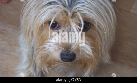 Porträt eines Yorkshire Terriers in den Raum der Wohnung. Stockfoto
