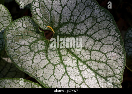 Jack Frost Brunnera Stockfoto