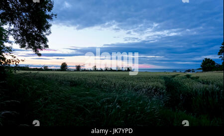 Budle Bucht Sonnenuntergang in Northumberland über ein Feld von Weizen. Stockfoto