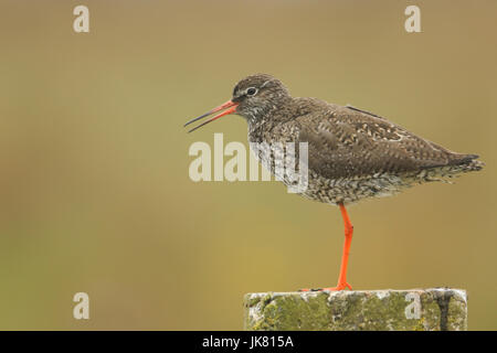 Eine aufrufende Rotschenkel (Tringa Totanus) thront auf einem Pfosten. Stockfoto