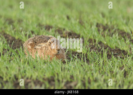 Eine atemberaubende braun Hase (Lepus Europaeus) ruhen in einem Ernte-Feld. Stockfoto