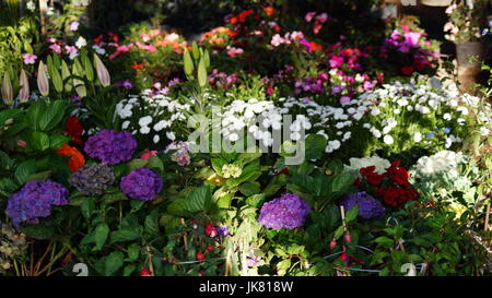 Un Jardín de Flores, Repleto Diferentes Colores Que le Dan al Mundo Belleza, Una Flor es Única Por Sus Tonalidades, eigenartige Por Su Fragancia Hermosa Stockfoto
