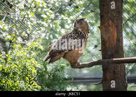 Eurasischen Adler-Eule auf Ast Stockfoto