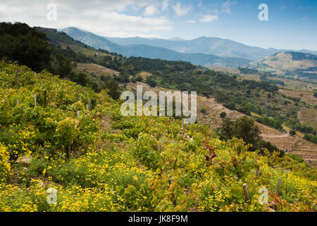 Frankreich, Languedoc-Roussillon, Pyrenäen-Orientales Abteilung, Vermillion Küstenlandschaften, Collioure, Weinberge Stockfoto